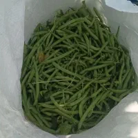 لوبیاسبز