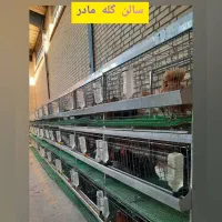 بزرگترین فارم پرورش مرغ زینتی تخم جوجه مولد