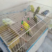 مرغ عشق