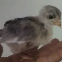 جوجه بلدرچین و جوجه گلین و سلطان