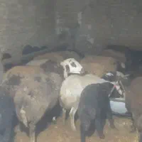 میش و بره فقط تماس