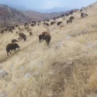میش وبره