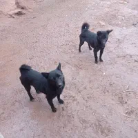 پاکوتاه فیندو اصل