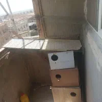 سرگرمی پرنده