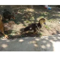 جوجه برهما  و  جوجه قوغاز  اوکراینی  و جوجه اردک