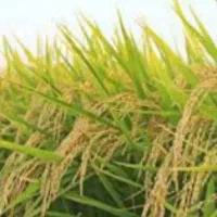 فروش ۲۰۰کیلو برنج صحنه