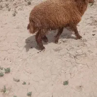 بره