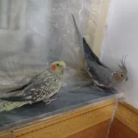 عروس هلندی