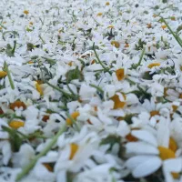 بابونه چشم گاوی امسال