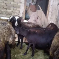 ۹ تا گوسفند افشار ابستن