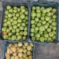 سیب الو عناب ارگانیک تازه