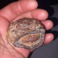 سنگ کلکسیونی فسیل یا جاساز سکه فرم