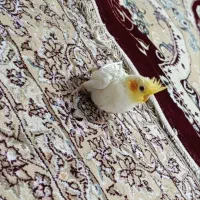 عروس هلندی ۷۵۰لوتینو