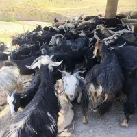 40عدد بز چاق درجه یک برا مراسمات و ...