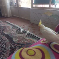 عروس هلندی