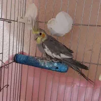 عروس هلندی نر
