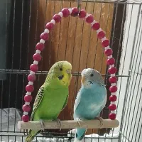 یک جفت مرغ عشق سبز و آبی