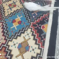 عروس هلندی ماده