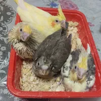جوجه عروس هلندی
