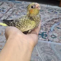 عروس هلندی پول لازمم