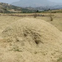 سلام دو گلابه گیاه