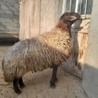 فروش قوچ همو