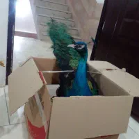 طاووس