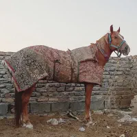 سلام اسب یراق کسی خواست در خدمتم دندونم جوون