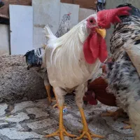 خروس