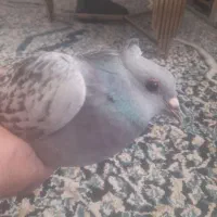 کبوتر
