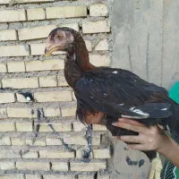 خروس و مرغ لاری