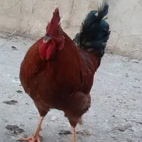 خروس|حیوانات مزرعه|تهران, صد دستگاه|دیوار