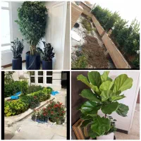 خدمات باغبانی تعویض خاک گلدون هرس در محل شما