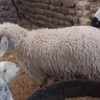 بره چاق و چله و بزرگ
