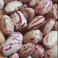 لوبیا پاکوتا