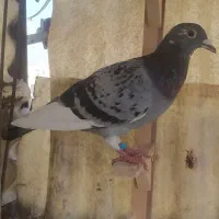 کفتر|پرنده|مشهد, حسابی جنوبی (شهرک غرب)|دیوار