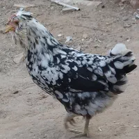 مرغ