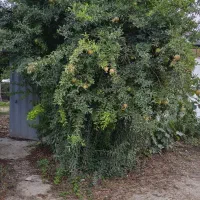 ۲۶۰ متر زمین  ۷۰ متر بنا  سند شش دانگ  مالکم