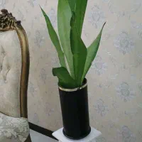 گل سنسوریا