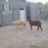 بره قوچ افشار وقوچ کرمانی