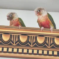 طوطی گمشده