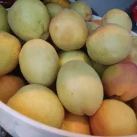 زرد آلو . هسته شیرین .