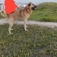 یک جفت سگ اصیل پر خون پژدر