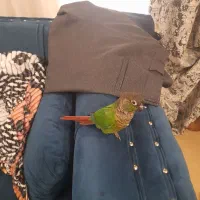 پرنده گرینچیک
