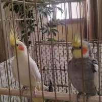 یک جفت عروس هلندی نر و ماده