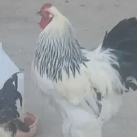 خروس برهما ولاری