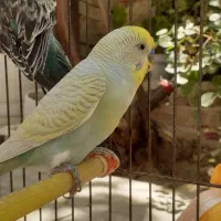مرغ عشق مولد رنگ خاص