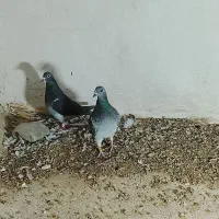 اردن|پرنده|زاهدان, |دیوار