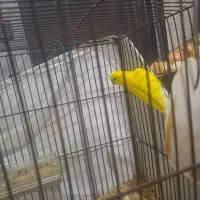 فروش یک جفت مرغ عشق (ماده چشم قرمز)