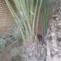 پاجوش برحی